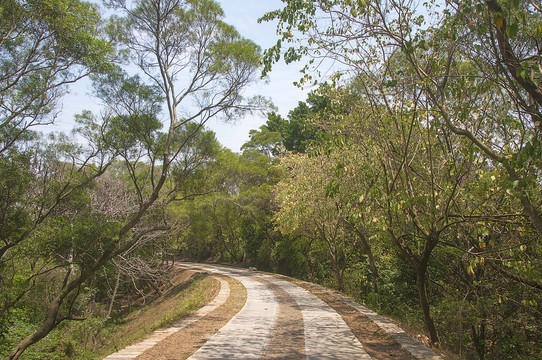 森林公园小路风景