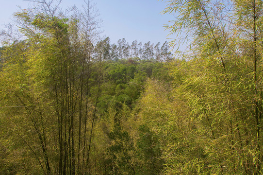 桃花山竹丛