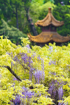 紫藤花