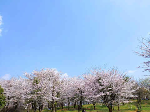 樱花园樱花海