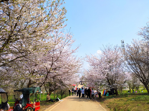 樱花园樱花海