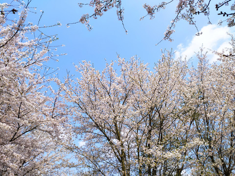 樱花园樱花海