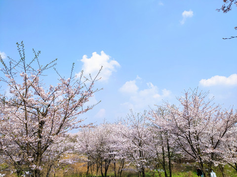 樱花园樱花海