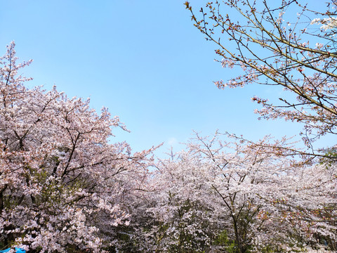 樱花园樱花海