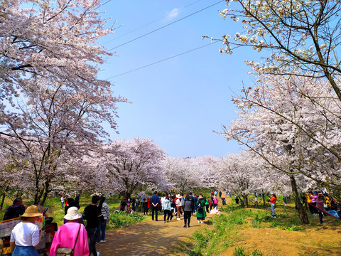 贵州平坝樱花海