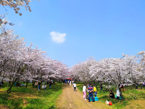 贵州平坝樱花海