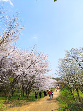 遍地樱花