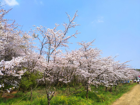 遍地樱花