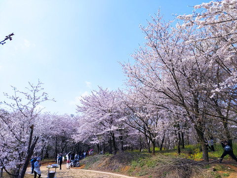 樱花海