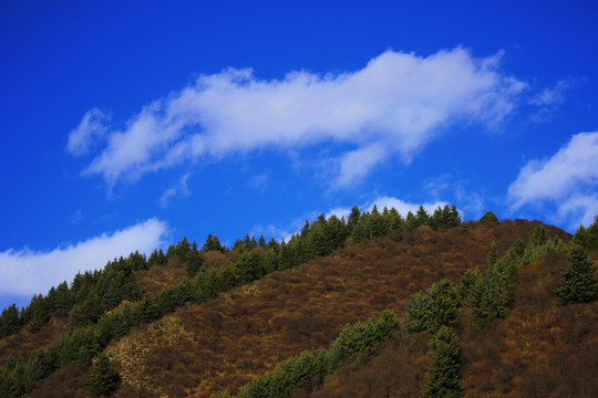 春天的美景