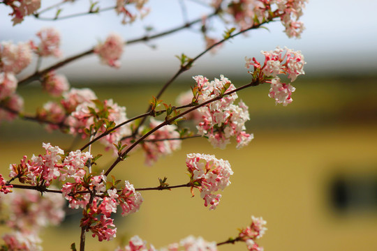 樱花特写