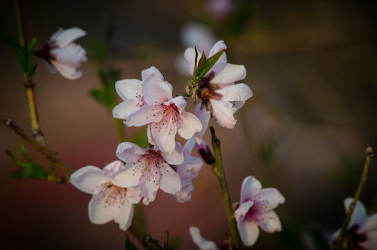 桃花花朵花瓣摄影图