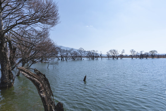 黄龙潭碧水蓝天水中烟柳