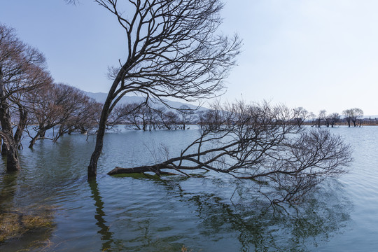 黄龙潭碧水蓝天水中烟柳