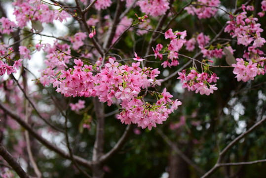 樱花