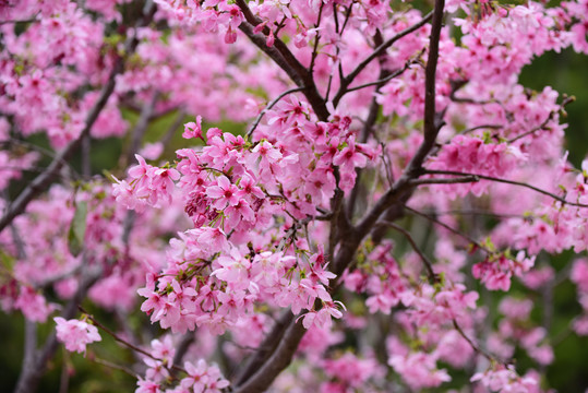 樱花