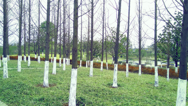 小树林