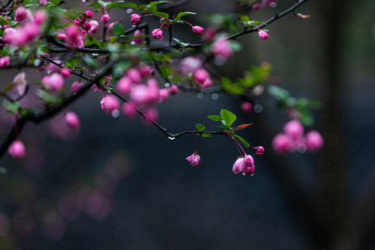 海棠花