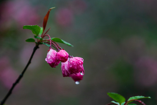 海棠花