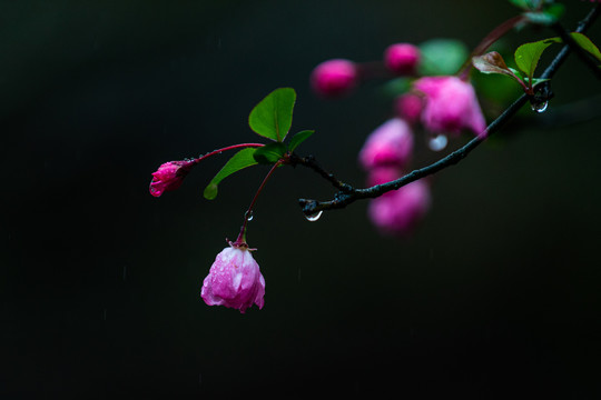 海棠花