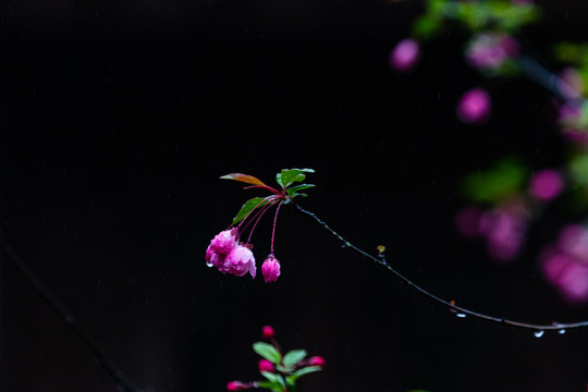 海棠花