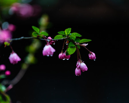 海棠花