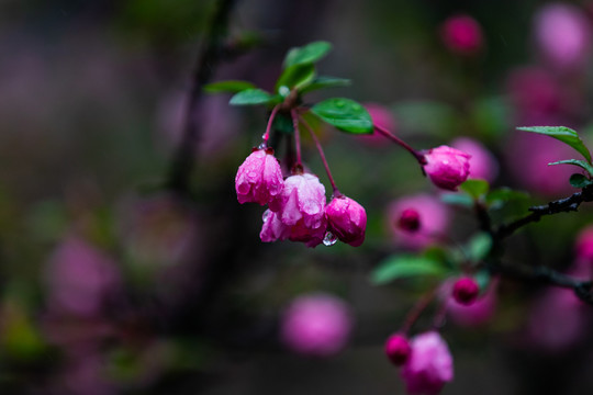 海棠花