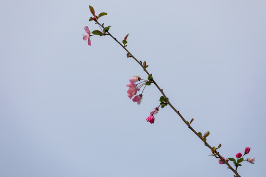 海棠花