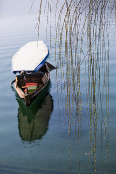 西湖柳丝