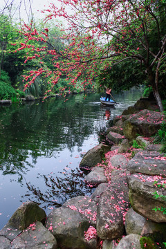 西湖桃花