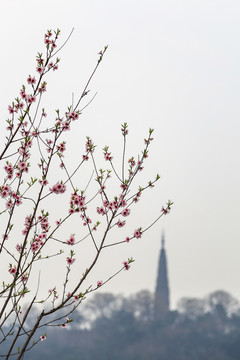 西湖桃花