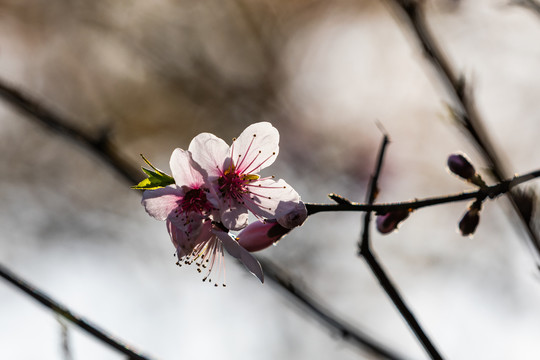 西湖桃花