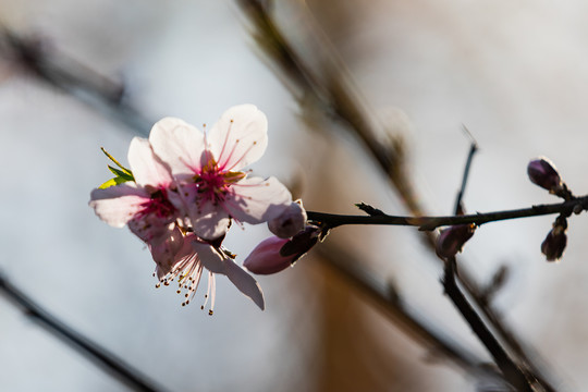 西湖桃花