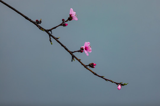 西湖桃花