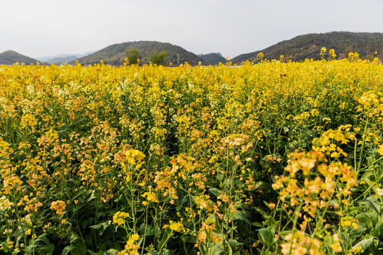 杭州铜鉴湖油菜花