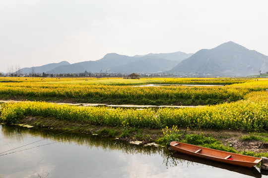 杭州铜鉴湖油菜花