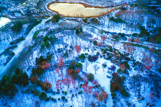 冬天雪景公园