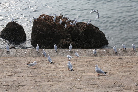 海边的海鸥群