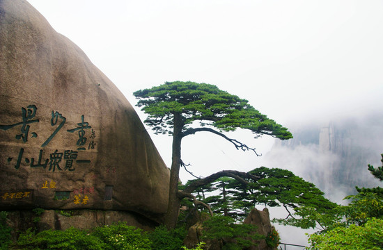 黄山迎客松