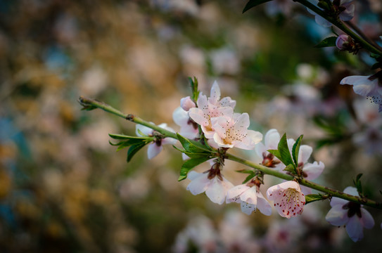 桃花