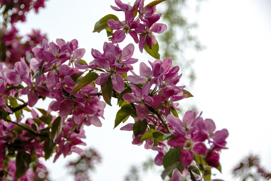 春花烂漫