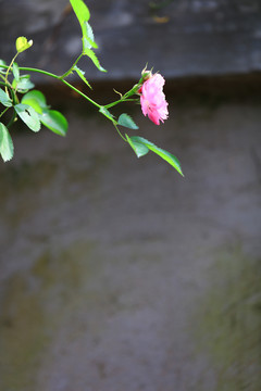 蔷薇花