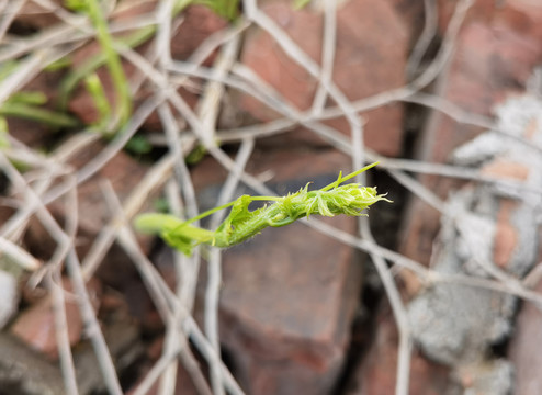 爬山虎树