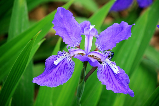 鸢尾花