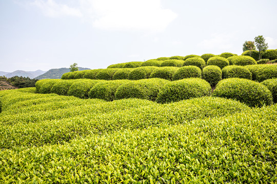 茶山