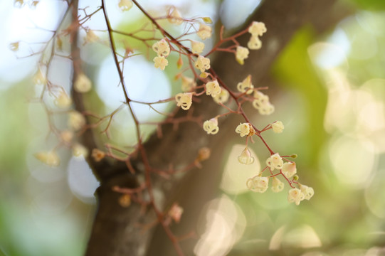 白色苹婆花