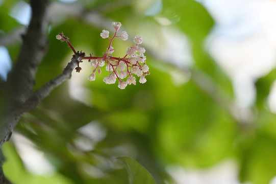 白色苹婆花