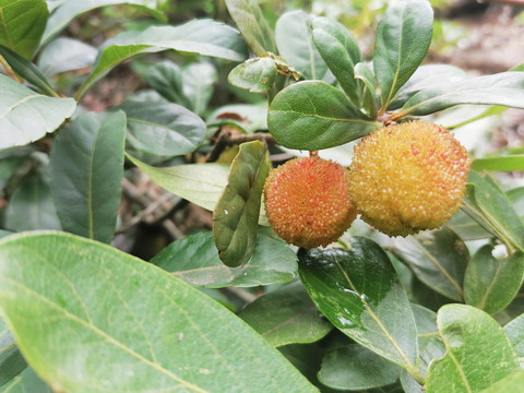 野生杨梅