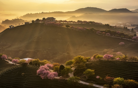 永福樱花园