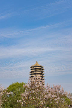 青桐花上的北京大学博雅塔